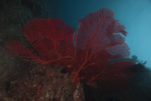A large red gorgonian sea fan, Beqa Lagoon, Fiji A large red gorgonian sea fan, Beqa Lagoon, Fiji