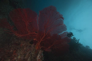 A large red gorgonian sea fan and black crinoid, Fiji A large red gorgonian sea fan and black crinoid, Fiji