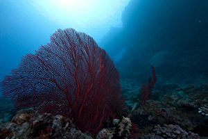 Large red gorgonian sea fan on a Fijian Reef Large red gorgonian sea fan on a Fijian Reef