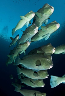 Large school of bumphead parrotfish, Bali, Indonesia Large school of bumphead parrotfish, Bali, Indonesia
