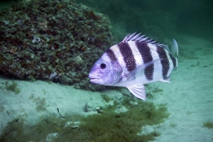 A large Sheepshead ruising the bottom of a rock jetty A large Sheepshead ruising the bottom of a rock jetty