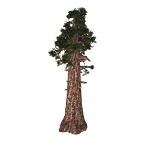A large Sierra redwood tree on white background A large Sierra redwood tree on white background
