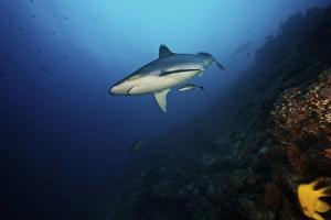 A large silvertip shark on a deep reef in Fiji A large silvertip shark on a deep reef in Fiji