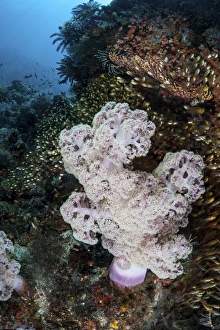 A large soft coral colony grows on a reef slope in Indonesia A large soft coral colony grows on a reef slope in Indonesia