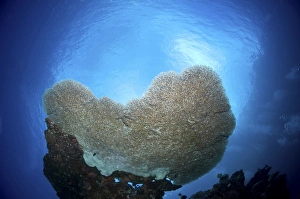 Large staghorn coral, Christmas Island, Australia Large staghorn coral, Christmas Island, Australia
