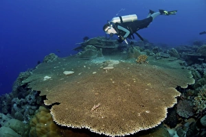 Large staghorn coral and scuba diver, Christmas Island, Australia Large staghorn coral and scuba diver, Christmas Island, Australia