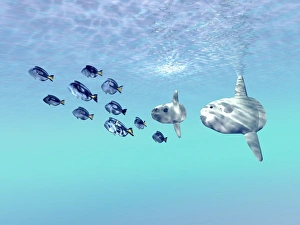 Two large sunfish escort a school of Blue Tango fish Two large sunfish escort a school of Blue Tango fish