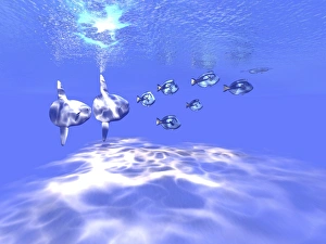 Two large sunfish swim with a group of Blue Tango fish Two large sunfish swim with a group of Blue Tango fish