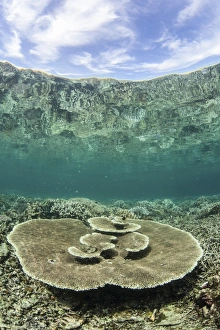 A large table coral grows on a reef in Raja Ampat, Indonesia A large table coral grows on a reef in Raja Ampat, Indonesia