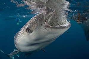 Large whale shark coming up to siphon water from fishing nets Large whale shark coming up to siphon water from fishing nets