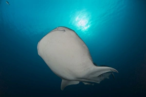 Large whale shark swimming near the surface with sunlight above Large whale shark swimming near the surface with sunlight above