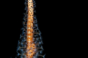 Large whip goby on orange and blue whip coral, Bali Large whip goby on orange and blue whip coral, Bali