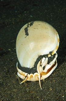 Large white seashell hunting on black sand at night, North Sulawesi Large white seashell hunting on black sand at night, North Sulawesi