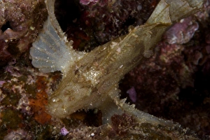 Leaf Scorpionfish stretching its pectoral fins to support itself on the reef, Fiji Leaf Scorpionfish stretching its pectoral fins to support itself on the reef, Fiji