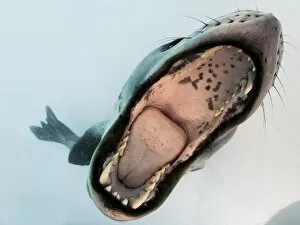 Astrolabe Island Gallery: Leopard seal mouthing its own reflection in the camera port, Antarctica