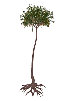 <b class=qtipBold><figcaption>Lepidodendron prehistoric tree</figcaption></b><br>Lepidodendron prehistoric tree, isolated on white background.<br><em>© Elena Duvernay/Stocktrek Images</em> Lepidodendron prehistoric tree