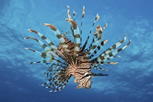 Lionfish displays its poisonous spines, Fiji Lionfish displays its poisonous spines, Fiji