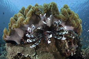 A lionfish swims on a reef in Komodo National Park, Indonesia A lionfish swims on a reef in Komodo National Park, Indonesia
