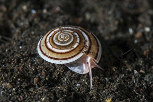 A live sundial shell crawls across the seafloor A live sundial shell crawls across the seafloor