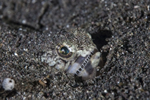 A lizardfish lays in sand in Komodo National Park, Indonesia A lizardfish lays in sand in Komodo National Park, Indonesia
