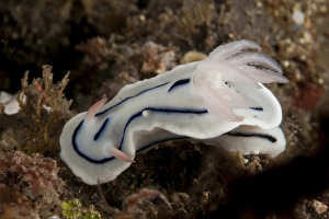 Lochs Chromodoris nudibranch, North Sulawesi Lochs Chromodoris nudibranch, North Sulawesi