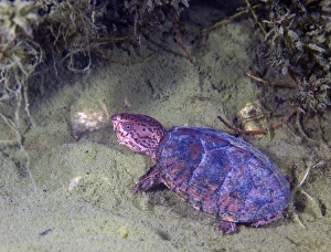 Loggerhead Musk Turtle Loggerhead Musk Turtle