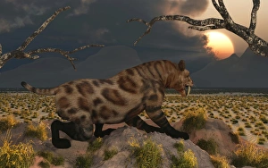A lone Sabre Tooth Tiger observes the landscape for its next meal A lone Sabre Tooth Tiger observes the landscape for its next meal
