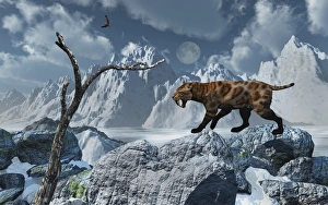 A lone Sabre-Toothed Tiger in a cold Pleistocene winter landscape A lone Sabre-Toothed Tiger in a cold Pleistocene winter landscape
