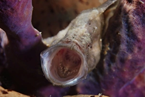 Longlure Frogfish yawning, Bonaire, Caribbean Netherlands Longlure Frogfish yawning, Bonaire, Caribbean Netherlands