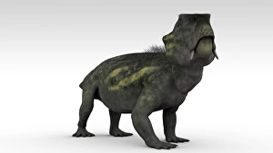 Lystrosaurus, a therapsid from the Permian and Triassic period Lystrosaurus, a therapsid from the Permian and Triassic period
