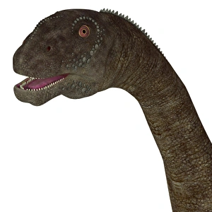 <b class=qtipBold><figcaption>Malawisaurus dinosaur head</figcaption></b><br>Malawisaurus dinosaur head. Malawisaurus was a herbivore sauropod dinosaur that lived in Africa during the Cretaceous Period.<br><em>© Corey Ford/Stocktrek Images</em> Malawisaurus dinosaur head