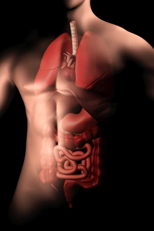 <b class=qtipBold><figcaption>Male body with internal organs</figcaption></b><br>Male body with internal organs.<br><em>© Stocktrek Images</em> Male body with internal organs
