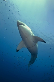 Male Great White Sharks belly, Guadalupe Island, Mexico Male Great White Sharks belly, Guadalupe Island, Mexico
