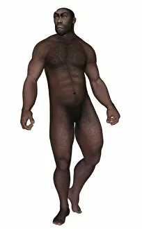Male homo erectus looking aside
