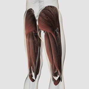 Male muscle anatomy of the human legs, posterior view Male muscle anatomy of the human legs, posterior view