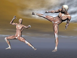 <b class=qtipBold><figcaption>Male musculature in fighting stance</figcaption></b><br>Male musculature in fighting stance.<br><em>© Elena Duvernay/Stocktrek Images</em> Male musculature in fighting stance