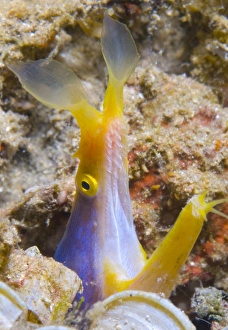 A male ribbon eel peering from its hole, Papua New Guinea A male ribbon eel peering from its hole, Papua New Guinea