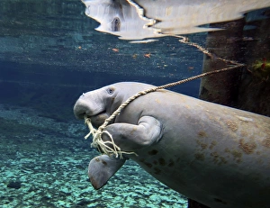 A manatee chews on a dock rope in Fanning Springs State Park, Florida A manatee chews on a dock rope in Fanning Springs State Park, Florida