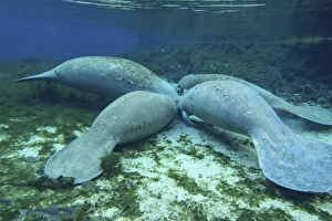Manatees congregate to feed on algae at Fanning Springs State Park, Florida Manatees congregate to feed on algae at Fanning Springs State Park, Florida
