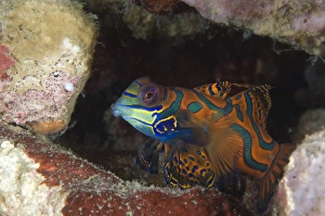 Mandarinfish sheltering amongst rocks, Papua New Guinea Mandarinfish sheltering amongst rocks, Papua New Guinea