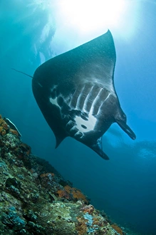 <b class=qtipBold><figcaption>Manta Ray, Komodo, Indonesia</figcaption></b><br>Manta Ray, Komodo, Indonesia.<br><em>© Mathieu Meur/Stocktrek Images</em> Manta Ray, Komodo, Indonesia