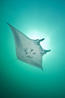 Manta Ray with white belly, Komodo, Indonesia Manta Ray with white belly, Komodo, Indonesia