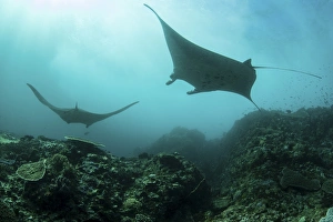Manta rays swims through a current-swept channel in Indonesia Manta rays swims through a current-swept channel in Indonesia