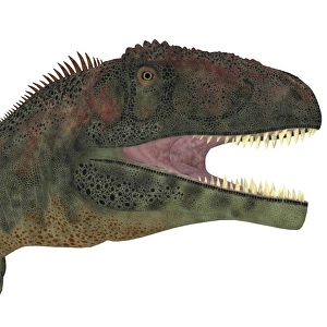<b class=qtipBold><figcaption>Mapusaurus dinosaur head</figcaption></b><br>Mapusaurus dinosaur head. Mapusaurus was a giant carnivorous theropod dinosaur that lived during the Cretaceous Period of Argentina.<br><em>© Corey Ford/Stocktrek Images</em> Mapusaurus dinosaur head
