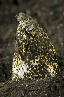 Marbled snake eel emerging from black volcanic sand Marbled snake eel emerging from black volcanic sand