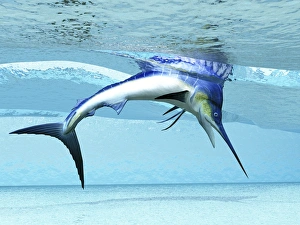 A Marlin dives in shallow waves looking for fish to eat A Marlin dives in shallow waves looking for fish to eat