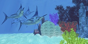 Marlin predatory fish look for prey around an ocean coral reef Marlin predatory fish look for prey around an ocean coral reef
