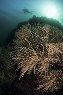 A massive black coral colony grows in Horseshoe Bay, Indonesia A massive black coral colony grows in Horseshoe Bay, Indonesia