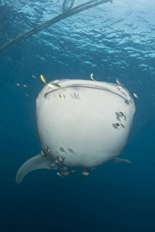 Massive whale shark with golden trevally and remora in tow Massive whale shark with golden trevally and remora in tow