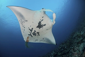 Massive white-bellied reef manta ray defecating Massive white-bellied reef manta ray defecating